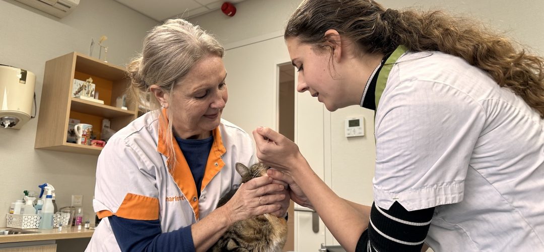 Charlotte van Vliet (links) houdt kat Luna vast terwijl dierenarts Meike de vaccinatie toedient